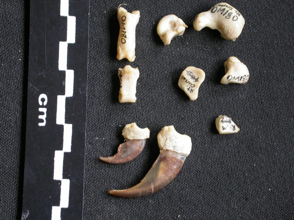 Carpe et phalanges (32353 visites) Mellivora capensis - Mâle - Adulte - Éléments droitsCollection : Département d'Ostéologie du Mu... Carpe et phalanges