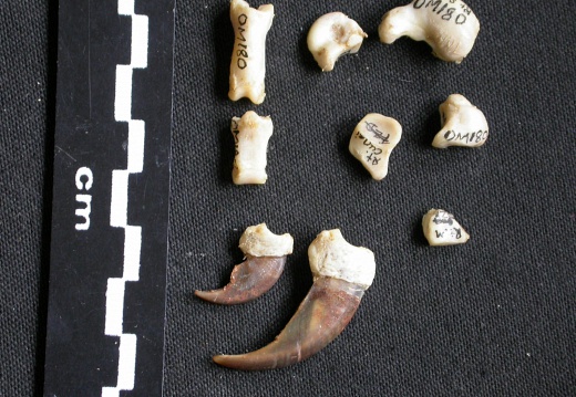 Carpe et phalanges (32342 visites) Mellivora capensis - Mâle - Adulte - Éléments droitsCollection : Département d'Ostéologie du Mu... Carpe et phalanges