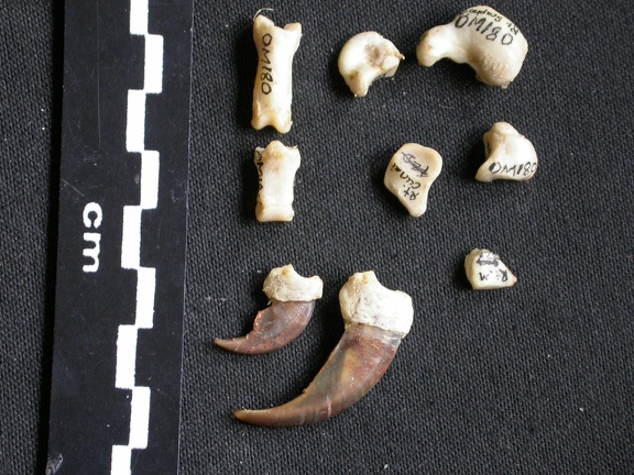 Carpe et phalanges (32394 visites) Mellivora capensis - Mâle - Adulte - Éléments droitsCollection : Département d'Ostéologie du Mu... Carpe et phalanges