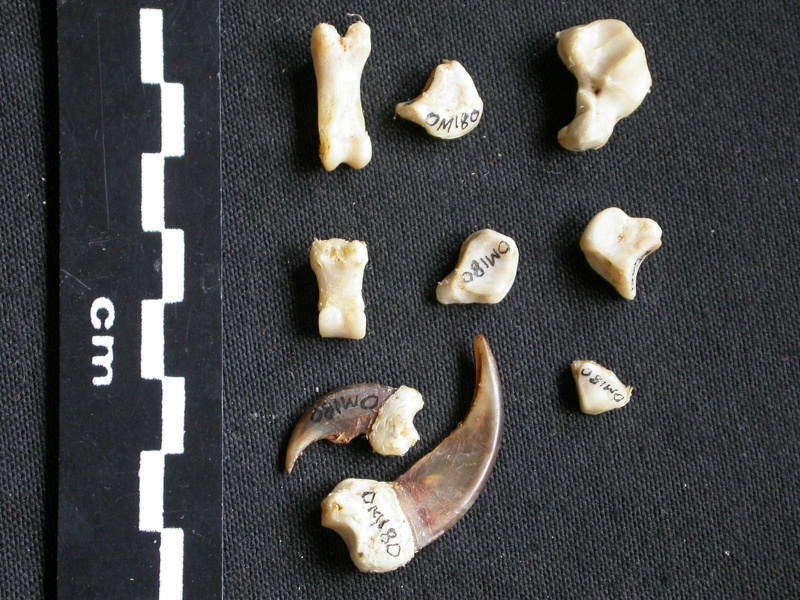 Carpe et phalanges (31724 visites) Mellivora capensis - Mâle - Adulte - Éléments droitsCollection : Département d'Ostéologie du Mu... Carpe et phalanges