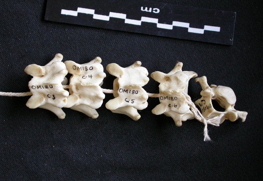 Vértebras cervicales (10015 visitas) Mellivora capensis - Macho - AdultoColección : Departamento d'Osteología del Museo Nacional de Ken... Vértebras cervicales