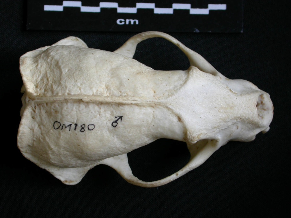 Crâne : vue frontale (7877 visites) Mellivora capensis - Mâle - AdulteCollection : Département d'Ostéologie du Musée National du Ken... Crâne : vue frontale