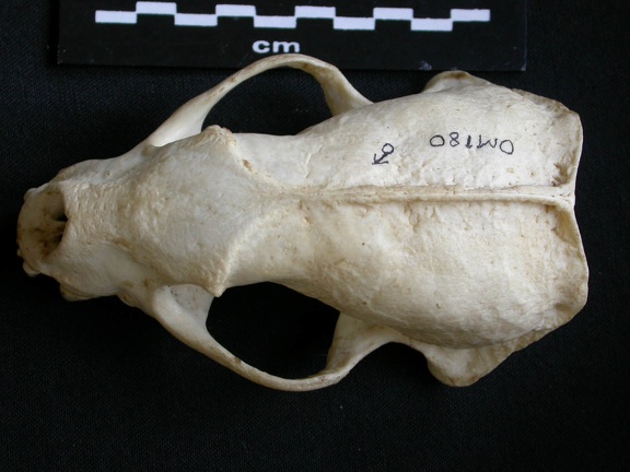 Crâne : vue frontale (7573 visites) Mellivora capensis - Mâle - AdulteCollection : Département d'Ostéologie du Musée National du Ken... Crâne : vue frontale