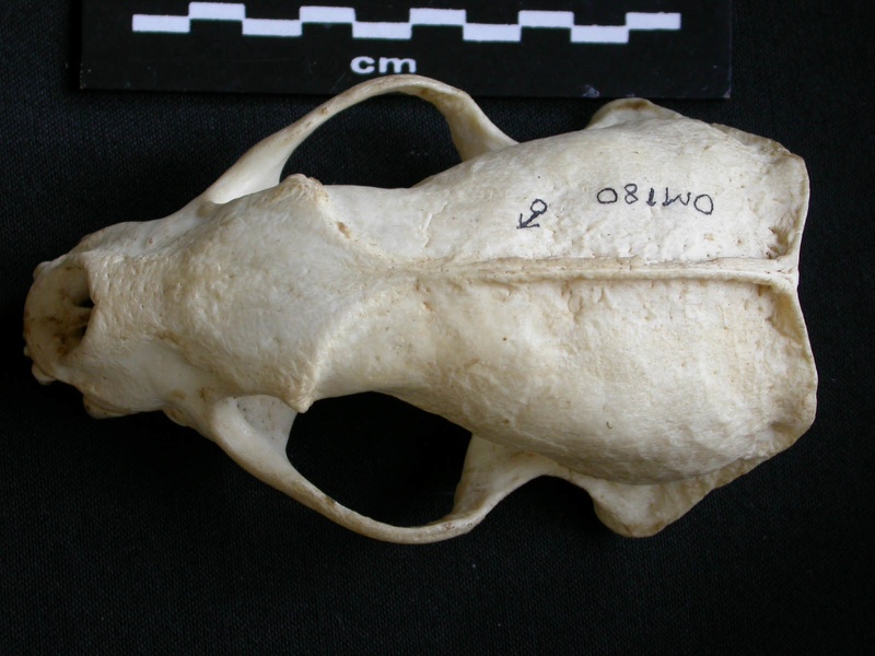Crâne : vue frontale (7607 visites) Mellivora capensis - Mâle - AdulteCollection : Département d'Ostéologie du Musée National du Ken... Crâne : vue frontale