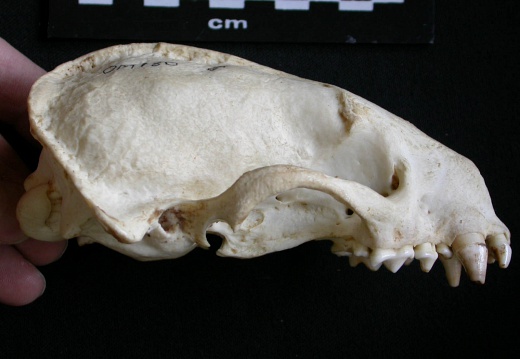 Skull: right side sight