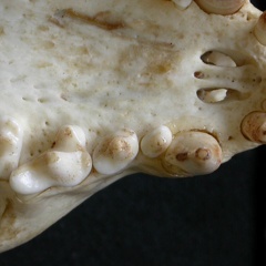 Dentition supérieure (6579 visites) Mellivora capensis - Mâle - AdulteCollection : Département d'Ostéologie du Musée National du Ken... Dentition supérieure