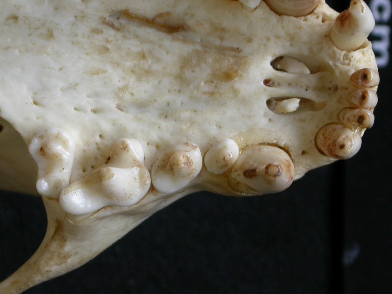 Dentition supérieure (6644 visites) Mellivora capensis - Mâle - AdulteCollection : Département d'Ostéologie du Musée National du Ken... Dentition supérieure