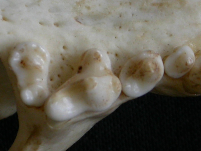 Dentition supérieure (6462 visites) Mellivora capensis - Mâle - AdulteCollection : Département d'Ostéologie du Musée National du Ken... Dentition supérieure