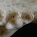 Mc-dentsup3.jpg