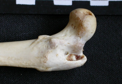 Femur: proximale part (6322 visits) Mellivora capensis - Male - Adult - Right elementCollection: Department d'Osteology of National Muse... Femur: proximale part