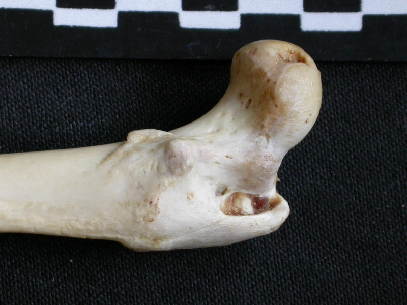 Femur: proximale part