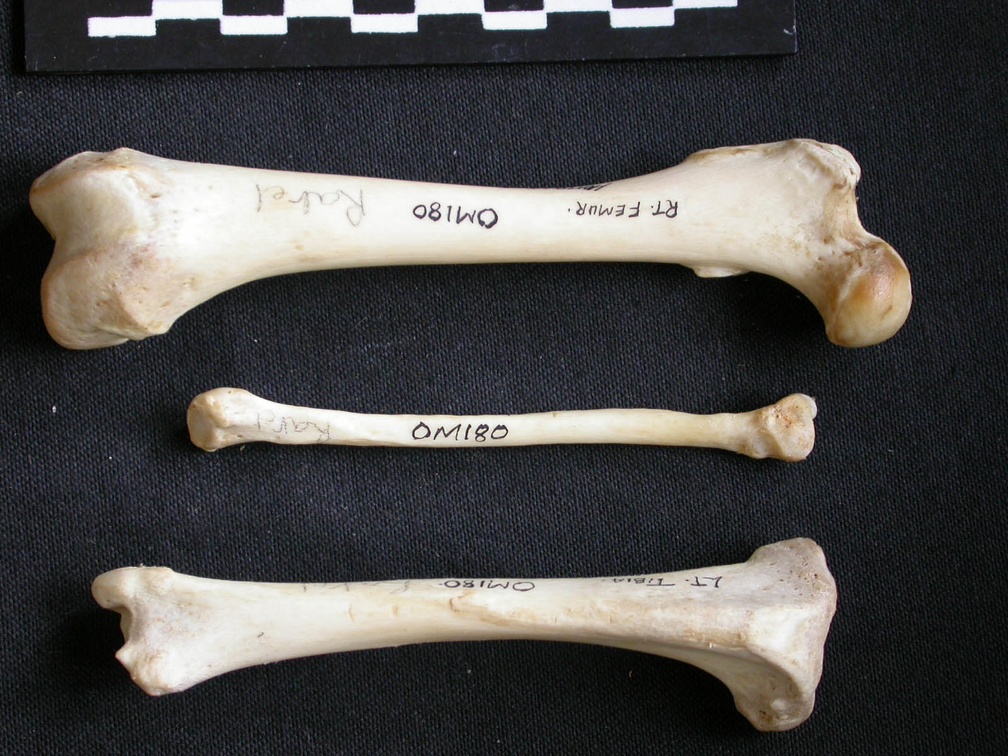 Fémur, tibia et fibula (10997 visites) Mellivora capensis - Mâle - Adulte - Éléments droitsCollection : Département d'Ostéologie du Mu... Fémur, tibia et fibula