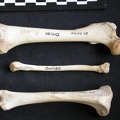 Fémur, tibia et fibula (11059 visites) Mellivora capensis - Mâle - Adulte - Éléments droitsCollection : Département d'Ostéologie du Mu... Fémur, tibia et fibula