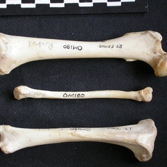 Fémur, tibia y fíbula (11222 visitas) Mellivora capensis - Macho - Adulto - Elementos derechosColección : Departamento d'Osteología del ... Fémur, tibia y fíbula