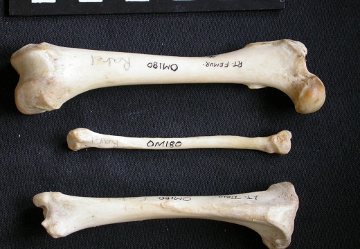Fémur, tibia et fibula (10087 visites) Mellivora capensis - Mâle - Adulte - Éléments droitsCollection : Département d'Ostéologie du Mu... Fémur, tibia et fibula