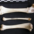 Fémur, tibia et fibula (11238 visites) Mellivora capensis - Mâle - Adulte - Éléments droitsCollection : Département d'Ostéologie du Mu... Fémur, tibia et fibula