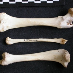 Fémur, tibia et fibula (11377 visites) Mellivora capensis - Mâle - Adulte - Éléments droitsCollection : Département d'Ostéologie du Mu... Fémur, tibia et fibula