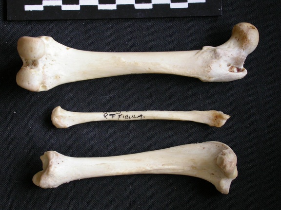 Fémur, tibia et fibula (11624 visites) Mellivora capensis - Mâle - Adulte - Éléments droitsCollection : Département d'Ostéologie du Mu... Fémur, tibia et fibula