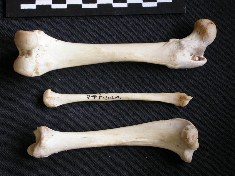 Fémur, tibia et fibula (11168 visites) Mellivora capensis - Mâle - Adulte - Éléments droitsCollection : Département d'Ostéologie du Mu... Fémur, tibia et fibula