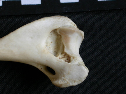 Humérus : partie distale