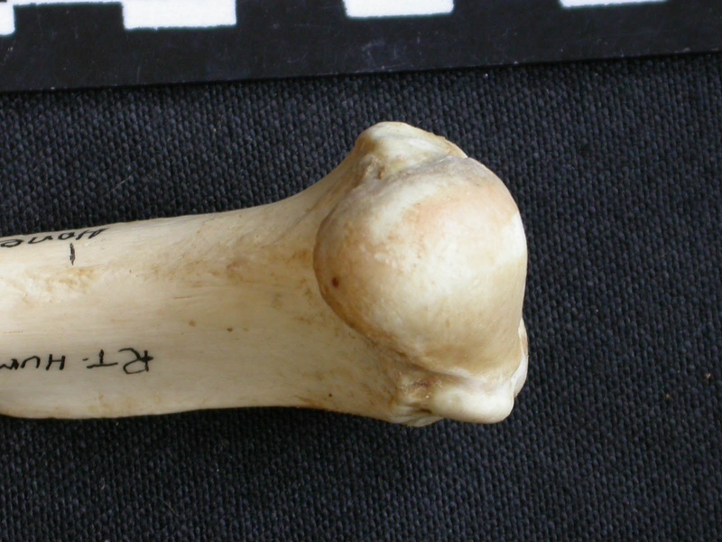 Humerus: proximale part (7156 visits) Mellivora capensis - Male - Adult - Right elementCollection: Department d'Osteology of National Muse... Humerus: proximale part