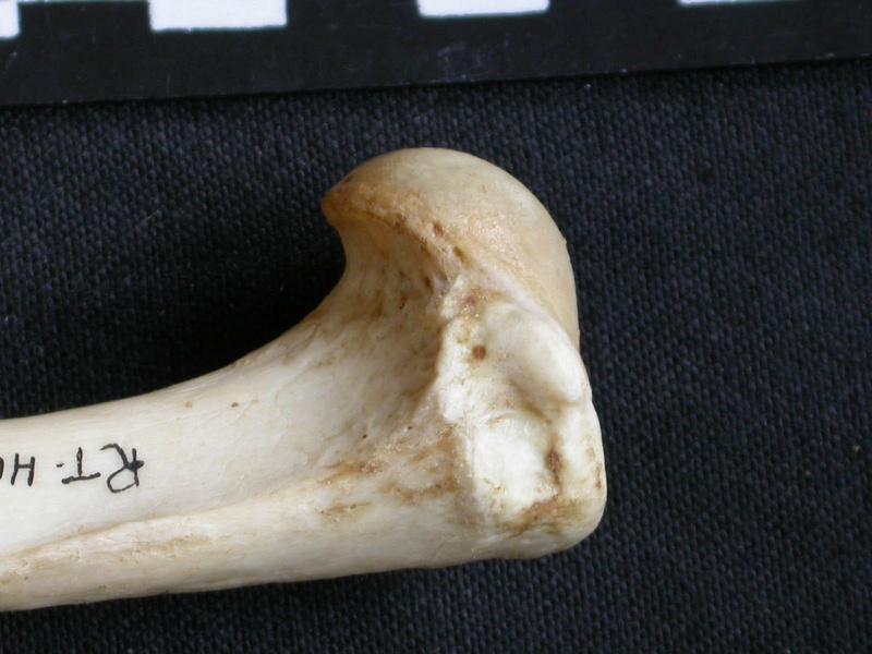 Humerus: proximale part (7056 visits) Mellivora capensis - Male - Adult - Right elementCollection: Department d'Osteology of National Muse... Humerus: proximale part