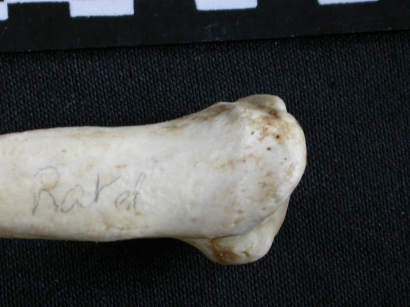 Humerus: proximale part (6956 visits) Mellivora capensis - Male - Adult - Right elementCollection: Department d'Osteology of National Muse... Humerus: proximale part