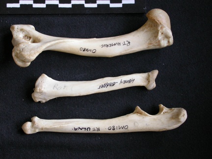 Humérus, radius et ulna (11407 visites) Mellivora capensis - Mâle - Adulte - Éléments droitsCollection : Département d'Ostéologie du Mu... Humérus, radius et ulna