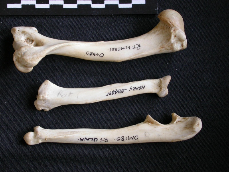 Humérus, radius et ulna (11196 visites) Mellivora capensis - Mâle - Adulte - Éléments droitsCollection : Département d'Ostéologie du Mu... Humérus, radius et ulna