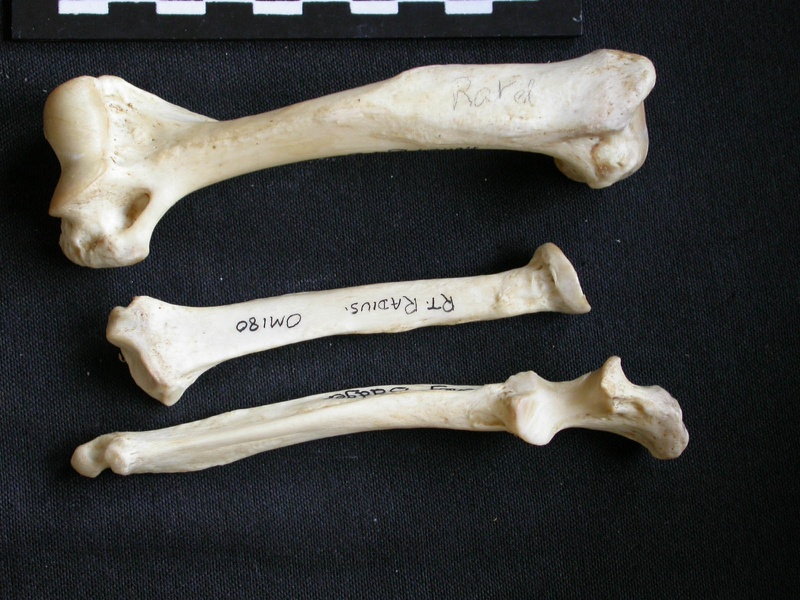 Humérus, radius et ulna (11321 visites) Mellivora capensis - Mâle - Adulte - Éléments droitsCollection : Département d'Ostéologie du Mu... Humérus, radius et ulna
