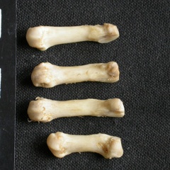 Metacarpianos (9111 visitas) Mellivora capensis - Macho - Adulto - Elementos derechosColección : Departamento d'Osteología del ... Metacarpianos