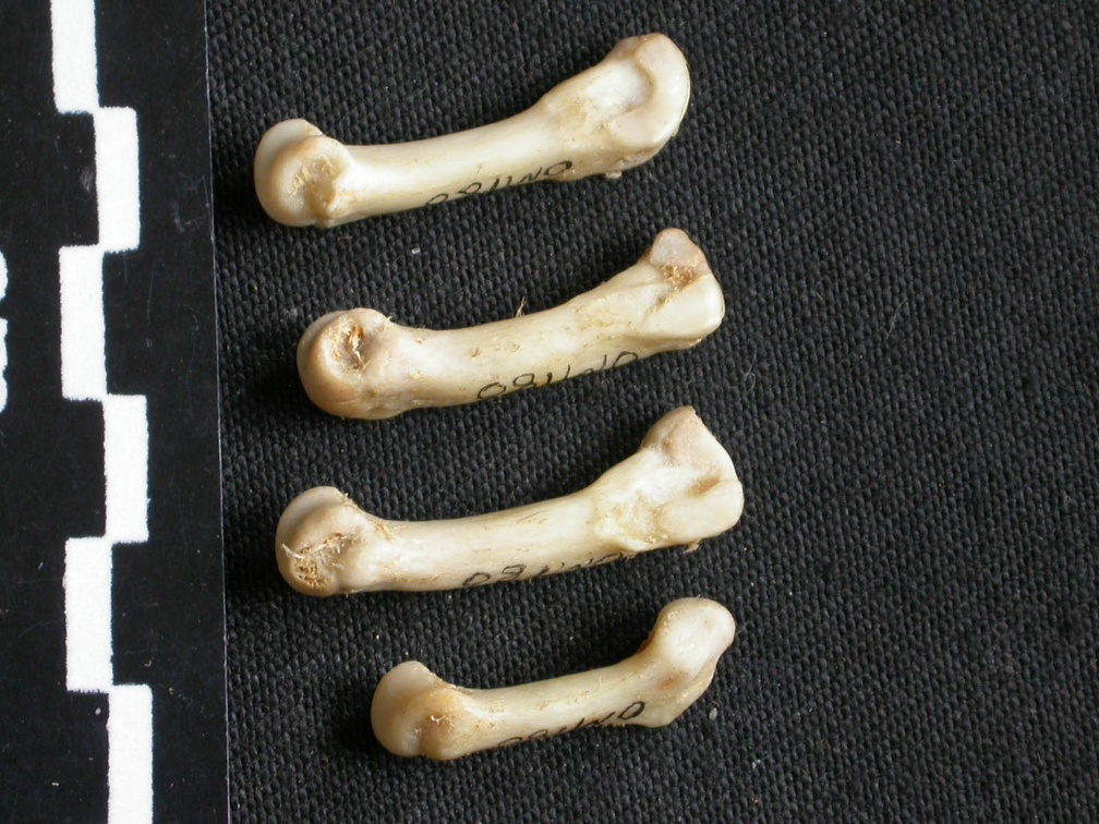 Metacarpianos (8465 visitas) Mellivora capensis - Macho - Adulto - Elementos derechosColección : Departamento d'Osteología del ... Metacarpianos