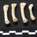 Métacarpiens