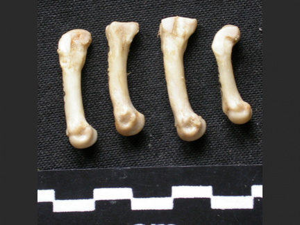 Métacarpiens