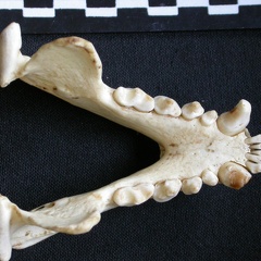 Mandibules