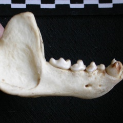 Mandibule