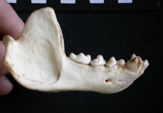 Mandible