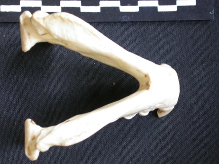 Mandibles