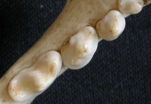 Dentición inferior (6621 visitas) Mellivora capensis - Macho - Adulto - Elemento derechoColección : Departamento d'Osteología del Mu... Dentición inferior