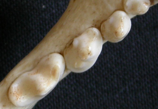 Lower teeth