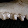 Lower teeth