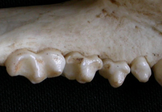 Lower teeth (2609 visits) Mellivora capensis - Male - Adult - Right elementCollection: Department d'Osteology of National Muse... Lower teeth