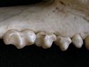 Dentición inferior