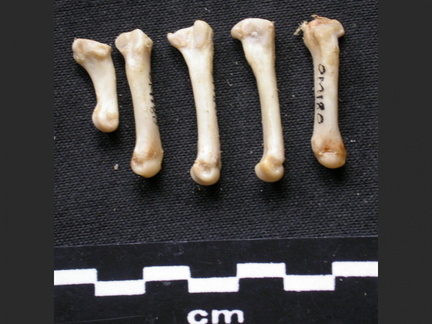 Metatarsianos
