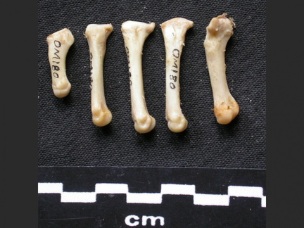 Metatarsianos