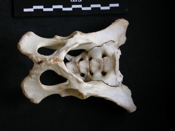 Pelvis (10371 visites) Mellivora capensis - Mâle - AdulteCollection : Département d'Ostéologie du Musée National du Ken... Pelvis