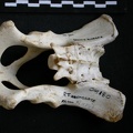 Pelvis (10454 visites) Mellivora capensis - Mâle - AdulteCollection : Département d'Ostéologie du Musée National du Ken... Pelvis
