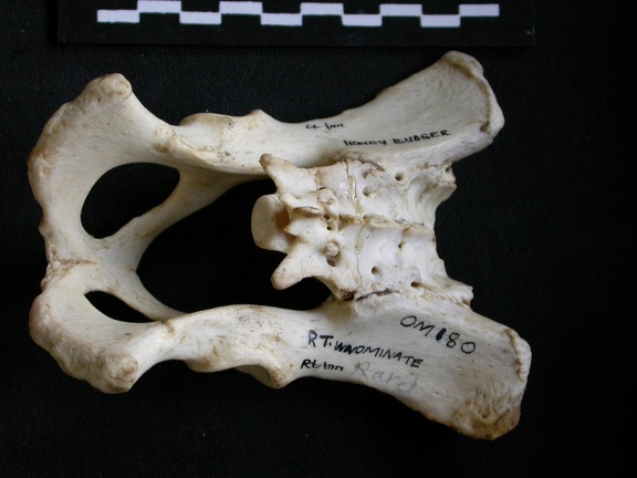 Pelvis (10389 visites) Mellivora capensis - Mâle - AdulteCollection : Département d'Ostéologie du Musée National du Ken... Pelvis