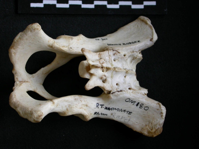 Pelvis (10359 visites) Mellivora capensis - Mâle - AdulteCollection : Département d'Ostéologie du Musée National du Ken... Pelvis