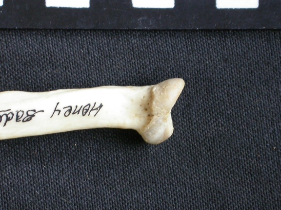 Radius: proximale part (7694 visits) Mellivora capensis - Male - Adult - Right elementCollection: Department d'Osteology of National Muse... Radius: proximale part